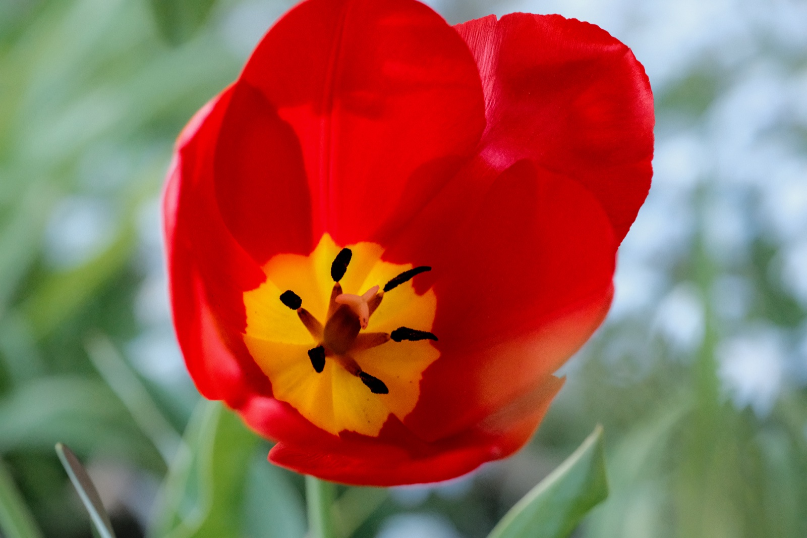 A red tulip with a golden center against soft green foliage